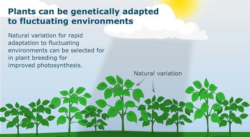 Onderzoek WUR toont natuurlijke genetische variatie fotosynthese aan