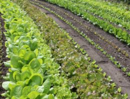 Bionext: ‘Al ons eten ecologisch is pure noodzaak’