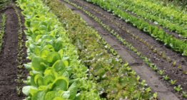 Bionext: ‘Al ons eten ecologisch is pure noodzaak’