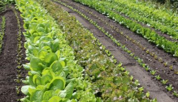 Bionext: ‘Al ons eten ecologisch is pure noodzaak’
