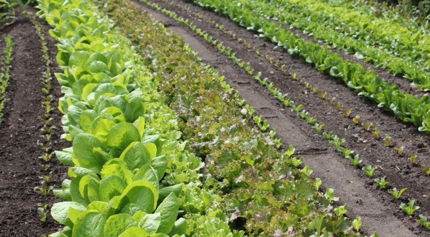 Bionext: ‘Al ons eten ecologisch is pure noodzaak’