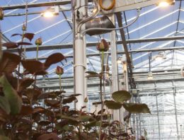 Rozen telen zonder fossiele energie is economisch haalbaar