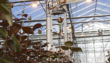 Rozen telen zonder fossiele energie is economisch haalbaar