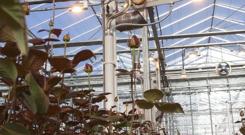 Rozen telen zonder fossiele energie is economisch haalbaar