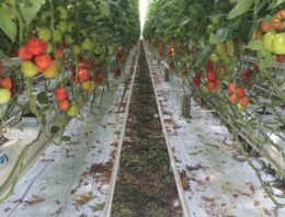 Promovendi en onderzoekers werpen zich op tuinbouwprojecten