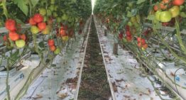 Promovendi en onderzoekers werpen zich op tuinbouwprojecten
