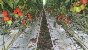 Promovendi en onderzoekers werpen zich op tuinbouwprojecten