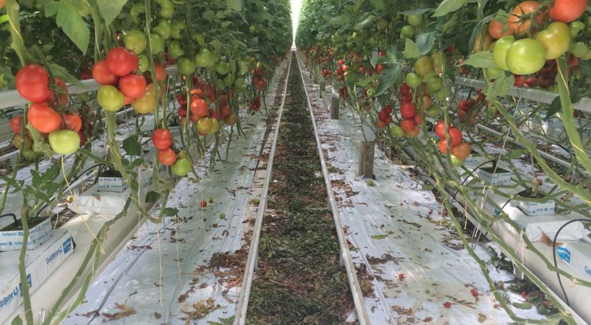 Promovendi en onderzoekers werpen zich op tuinbouwprojecten Promovendi en onderzoekers werpen zich op tuinbouwprojecten