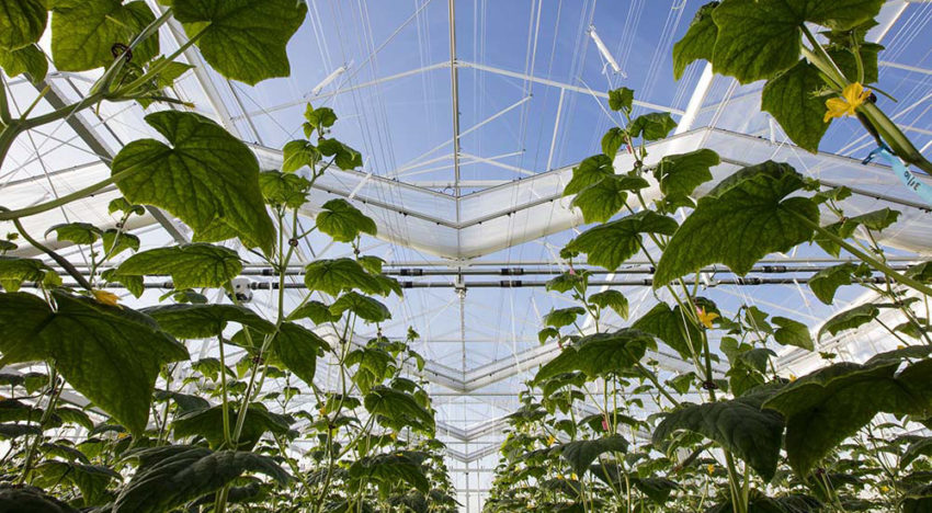 WUR presenteert resultaten eerste teeltjaar komkommer in Winterlichtkas