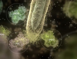Plant Health Cure presenteert uitlegvideo over wortelgroei
