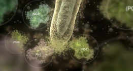 Plant Health Cure presenteert uitlegvideo over wortelgroei