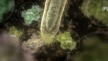 Plant Health Cure presenteert uitlegvideo over wortelgroei