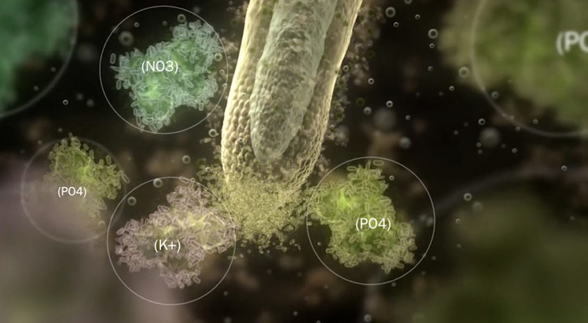Plant Health Cure presenteert uitlegvideo over wortelgroei