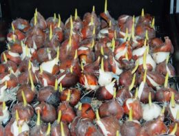 Plantengroei bevorderende rhizobacteriën in bollenteelt