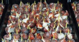 Plantengroei bevorderende rhizobacteriën in bollenteelt