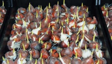 Plantengroei bevorderende rhizobacteriën in bollenteelt
