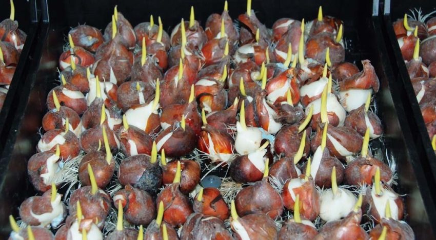 Plantengroei bevorderende rhizobacteriën in bollenteelt