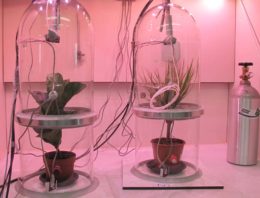 Welke planten zuiveren lucht in binnenruimtes het beste?