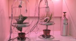Welke planten zuiveren lucht in binnenruimtes het beste?