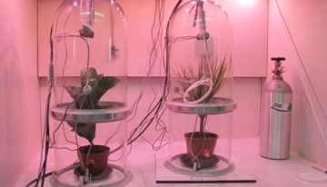 Welke planten zuiveren lucht in binnenruimtes het beste?