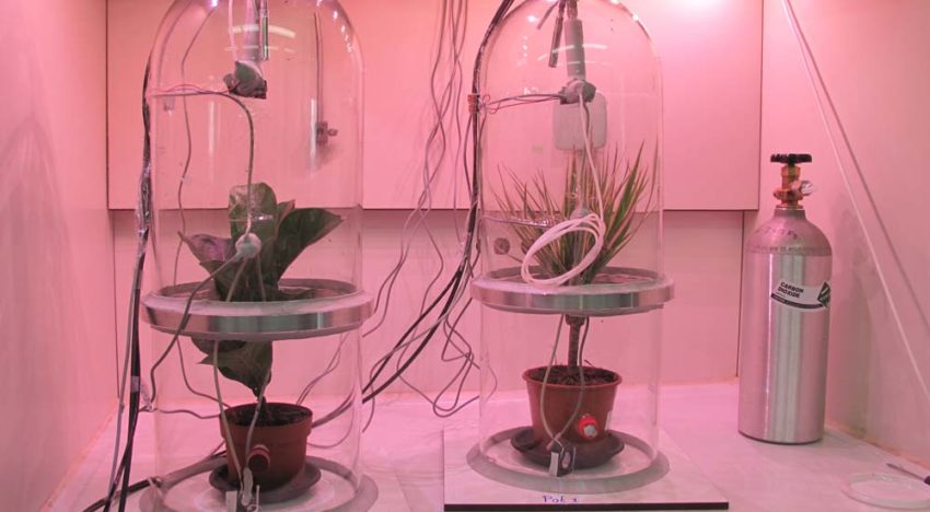 Welke planten zuiveren lucht in binnenruimtes het beste?