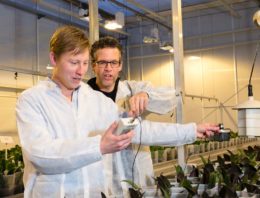 Grenzen van dimmen van verlichting in phalaenopsis zijn bereikt