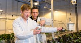 Grenzen van dimmen van verlichting in phalaenopsis zijn bereikt