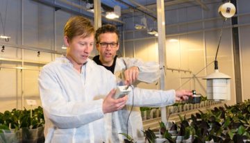 Grenzen van dimmen van verlichting in phalaenopsis zijn bereikt