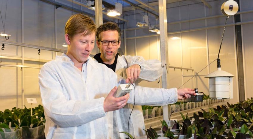 Grenzen van dimmen van verlichting in phalaenopsis zijn bereikt