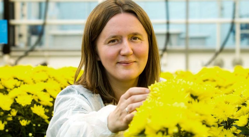Compost en micro-organismen verlagen druk wortelknobbelaaltjes