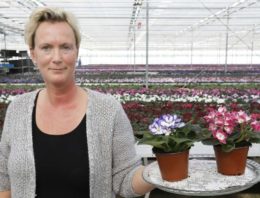 ‘Twee miljoen saintpaulia’s per jaar in twaalf kleuren’