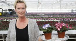 ‘Twee miljoen saintpaulia’s per jaar in twaalf kleuren’