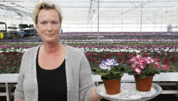 ‘Twee miljoen saintpaulia’s per jaar in twaalf kleuren’