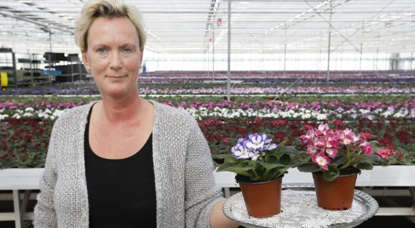 ‘Twee miljoen saintpaulia’s per jaar in twaalf kleuren’
