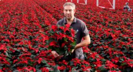 Mooie ‘buitenplanten’ uit nieuwe kas met modernste technieken