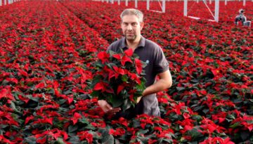 Mooie ‘buitenplanten’ uit nieuwe kas met modernste technieken