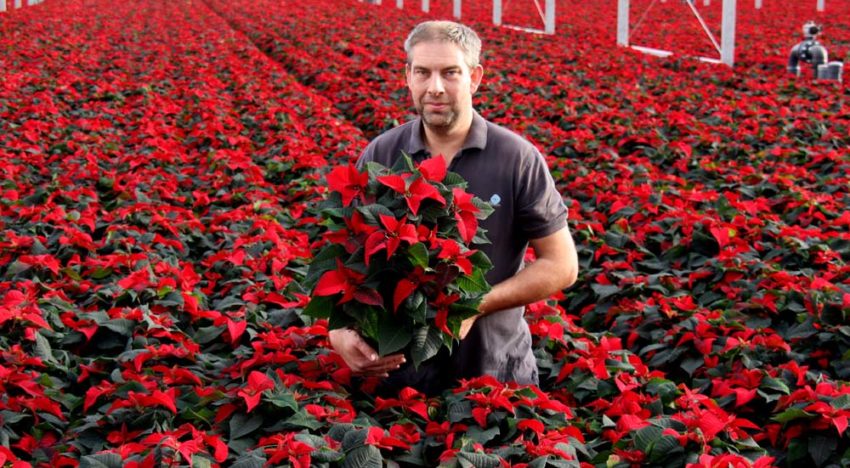 Mooie ‘buitenplanten’ uit nieuwe kas met modernste technieken