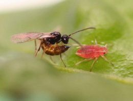 Bacterie in bladluis onderdrukt noodkreten plant