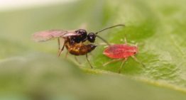 Bacterie in bladluis onderdrukt noodkreten plant