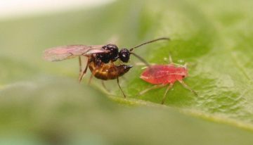 Bacterie in bladluis onderdrukt noodkreten plant