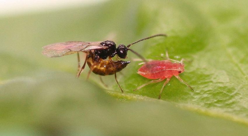 Bacterie in bladluis onderdrukt noodkreten plant