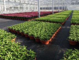 Webapplicatie optimalisatie watergift potplanten bijna gereed