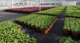 Webapplicatie optimalisatie watergift potplanten bijna gereed