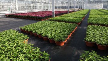 Webapplicatie optimalisatie watergift potplanten bijna gereed