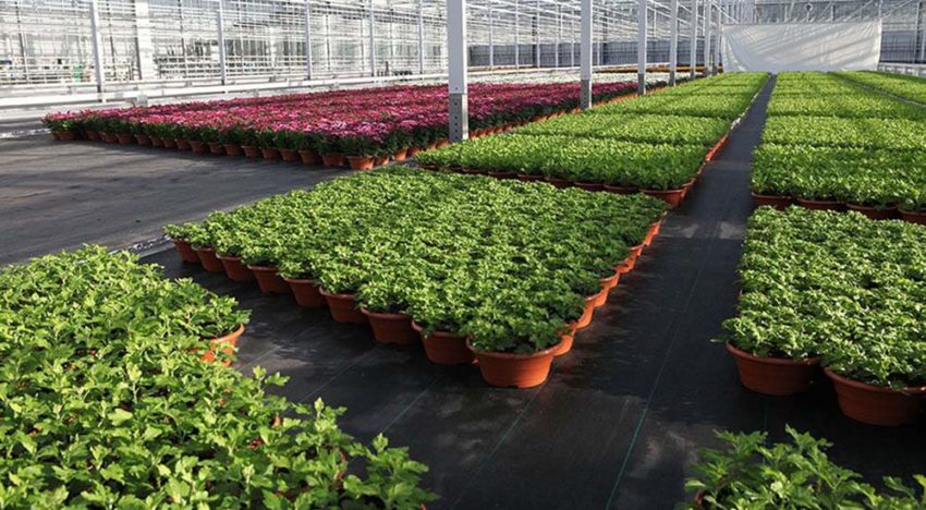 Webapplicatie optimalisatie watergift potplanten bijna gereed