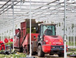 Minder ziektedruk als teeltsysteem in evenwicht is