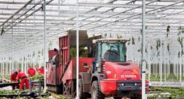 Minder ziektedruk als teeltsysteem in evenwicht is