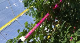 Belichting tomaat tijdens zomer heeft geen effect