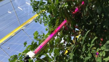 Belichting tomaat tijdens zomer heeft geen effect