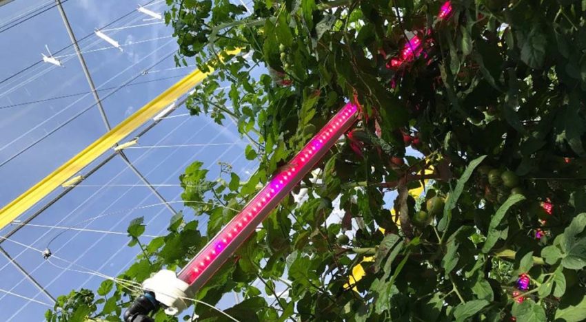 Belichting tomaat tijdens zomer heeft geen effect
